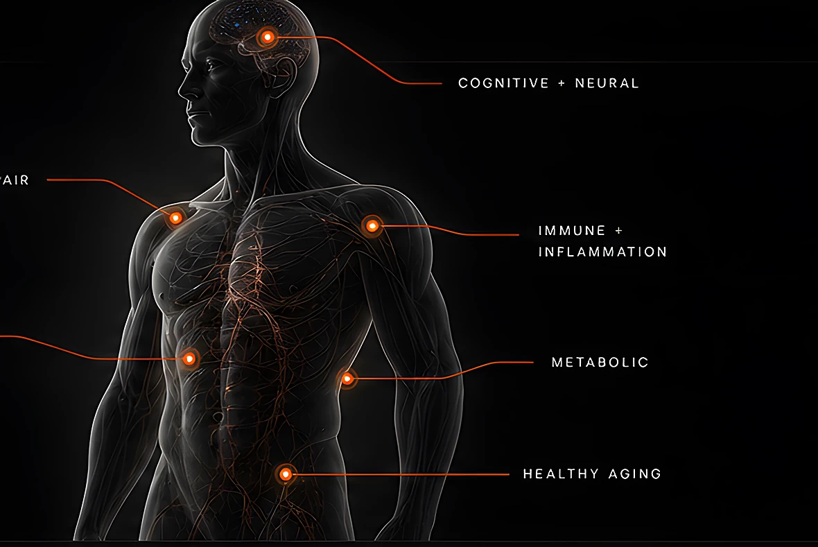 Human figure with peptide function areas