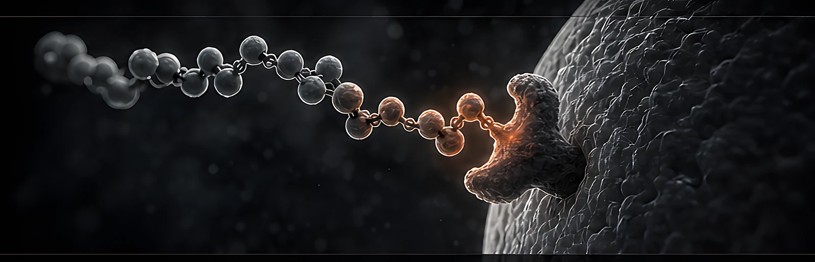 Peptide chain approaching a cell
